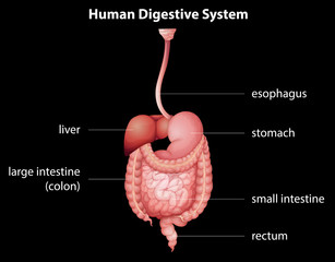 Fototapeta premium Human digestive system