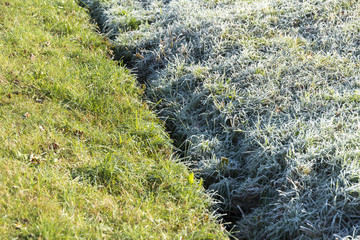 Frosted and defrosted grass