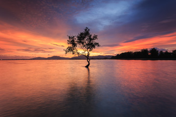 Silhouette of tree at the sea in sutset time