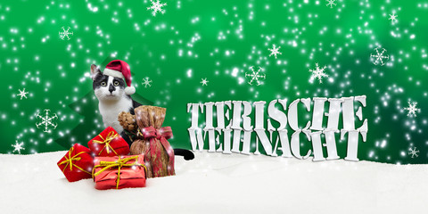 Tierische Weihnacht Cat Christmas Snow