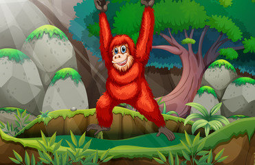 Orangutan in forest © GraphicsRF