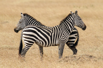 Obraz na płótnie Canvas Zebras on the Masai Mara in Africa