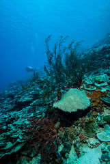Sea fan Rumphella sp. in Derawan, Kalimantan underwater