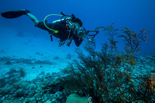 Diver, sea fan Rumphella sp. in Derawan, Kalimantan underwater