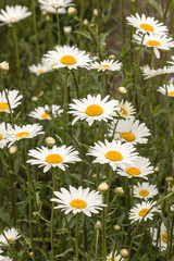 common daisies growing on meadow