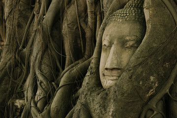 Tree of buddha and buddha head 