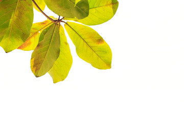 Tree leaves isolated on white background