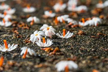 Closeup image of falling white flower on cement floor
