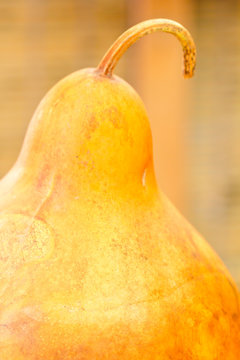 calebasse s&egrave;che