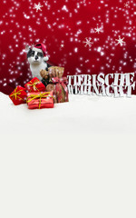 Tierische Weihnacht Cat Christmas Snow