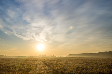 Landscape with Wheat Field and Clouds