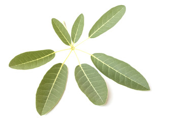 Tree leaves isolated on white background