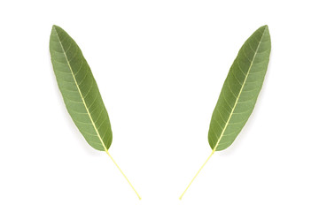 Tree leaves isolated on white background