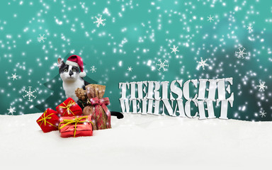 Fototapeta na wymiar Tierische Weihnacht Cat Christmas Snow