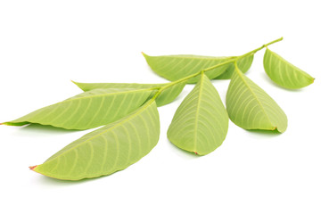 Obraz premium Tree leaves isolated on white background