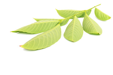 Fototapeta na wymiar Tree leaves isolated on white background