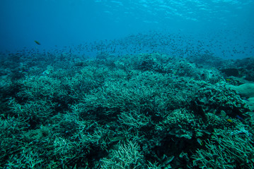 Naklejka na ściany i meble Field of hard coral reefs in Derawan, Kalimantan underwater