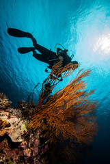 Naklejka na ściany i meble Diver and sea fan in Derawan, Kalimantan, Indonesia underwater