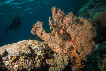 Diver and sea fan in Derawan, Kalimantan, Indonesia underwater