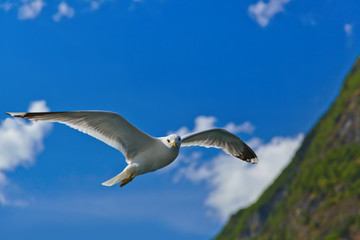 Seagull bird in Norway fjord