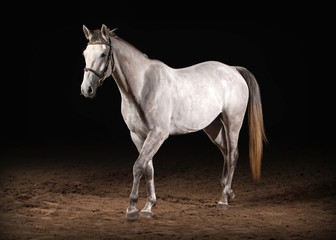 Obraz na płótnie Canvas Horse. Trakehner gray color on dark background with sand
