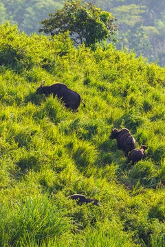 Group of  Gaur (Bos gaurus laosiensis) on the hill
