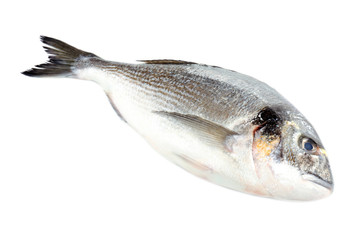 Fresh dorado fish isolated on white