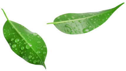 Fototapeta na wymiar Green leafs isolated on white