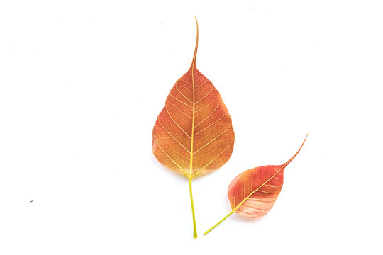 bodhi leaf vein isolated on white background
