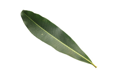 Fototapeta premium Tree leaf isolated on white on white background
