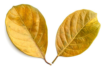 Tree leaf isolated on white on white background