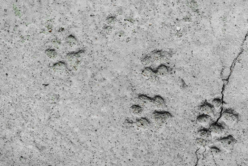 An Footprints of a animal on ground .