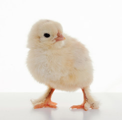 Obraz premium Small fluffy chickens
