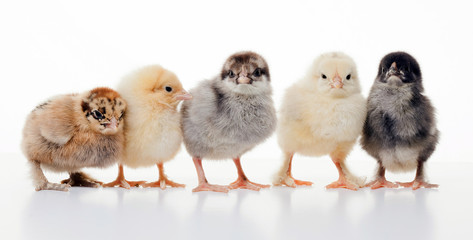Small fluffy chickens