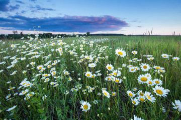camomile field