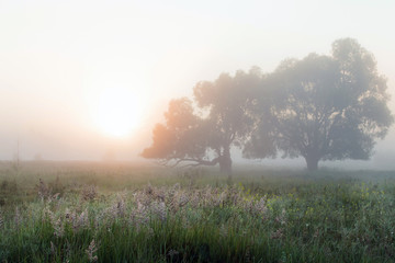 Obraz na płótnie Canvas thick fog in the grove