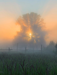 thick fog in the field