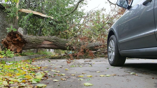 Damaged fallen tree on road after strong storm