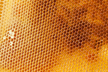 Bee honeycombs filled med close up as a background for design