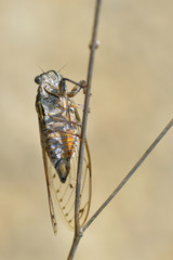 Closeup of Cicada orni on stem