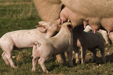 säugende Ferkel