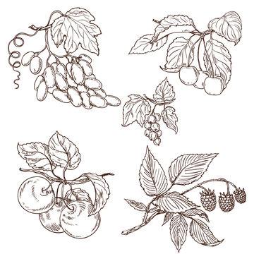 Fruit set sketch