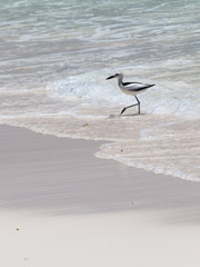 Bird walks