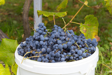 bucket of grapes