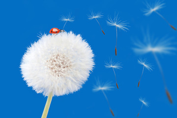 Dandelion blowing and ladybird isolated on blue. Flower and lady