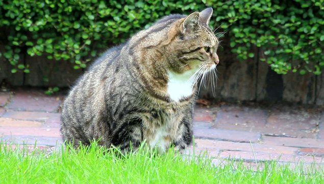 Katze getigert schaut um sich