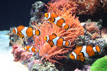 Sea anemone and clown fish