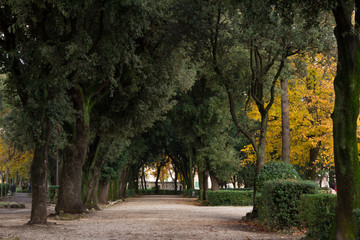 Viale alberato nel parco di Viterbo
