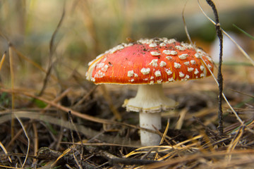 Fly agaric mushroom closeup