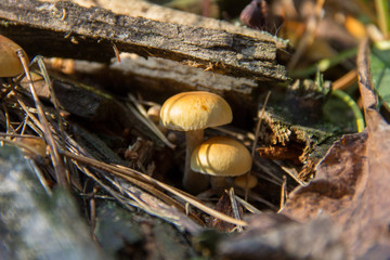 Closeup of wild mushrooms